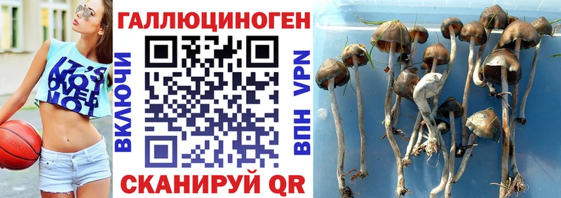 Галлюциногенные грибы GOLDEN TEACHER  цены   Дорогобуж 